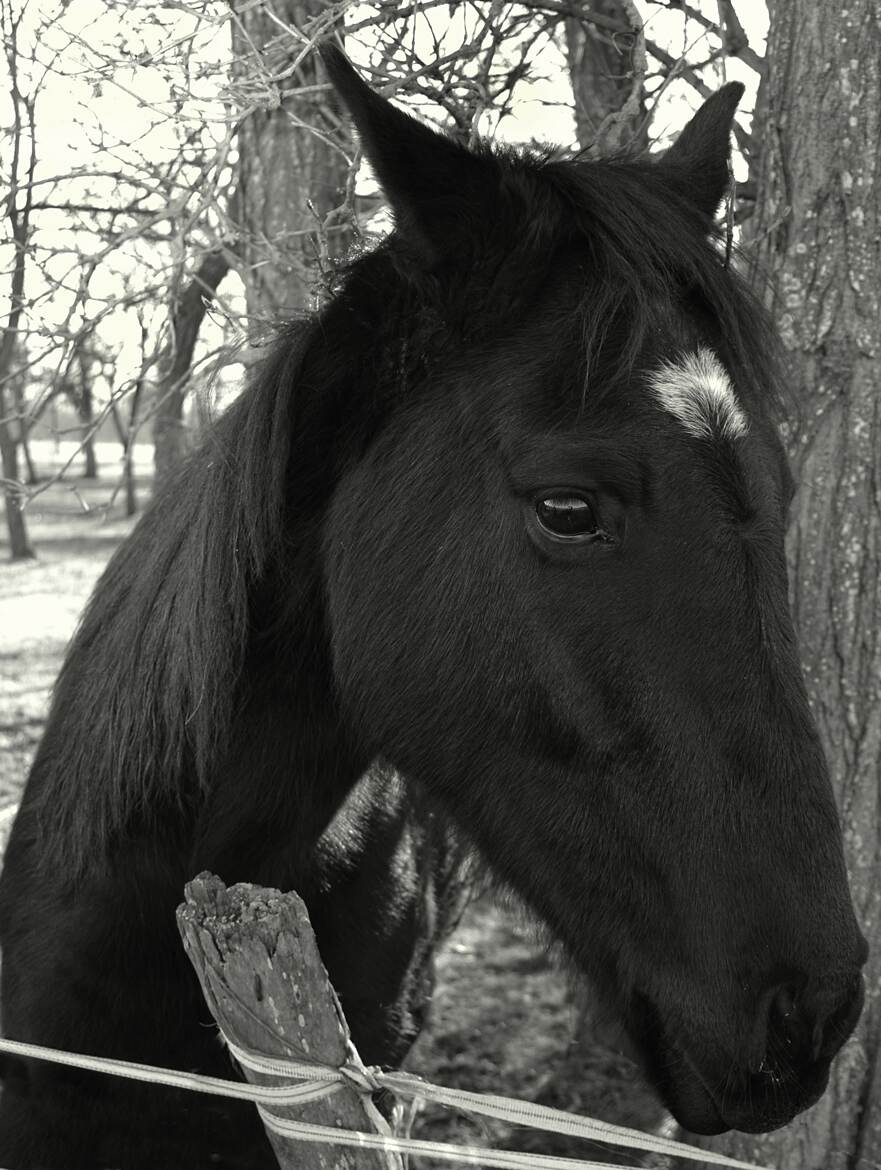 Portrait de Cheval