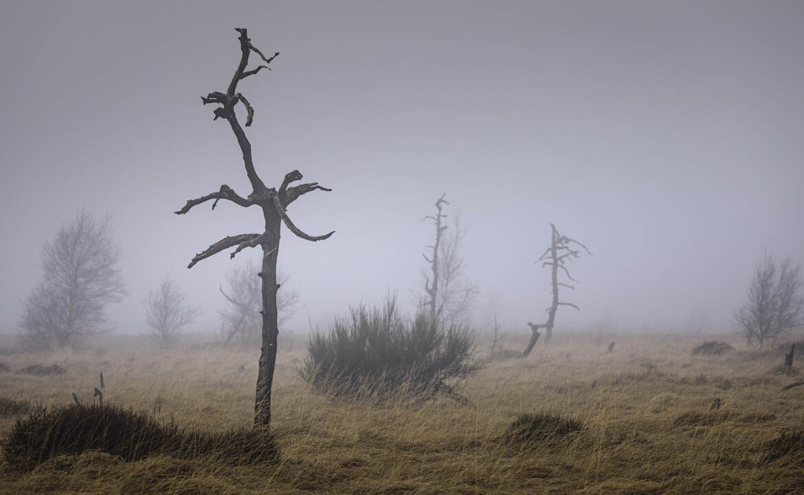 La forêt qui disparait