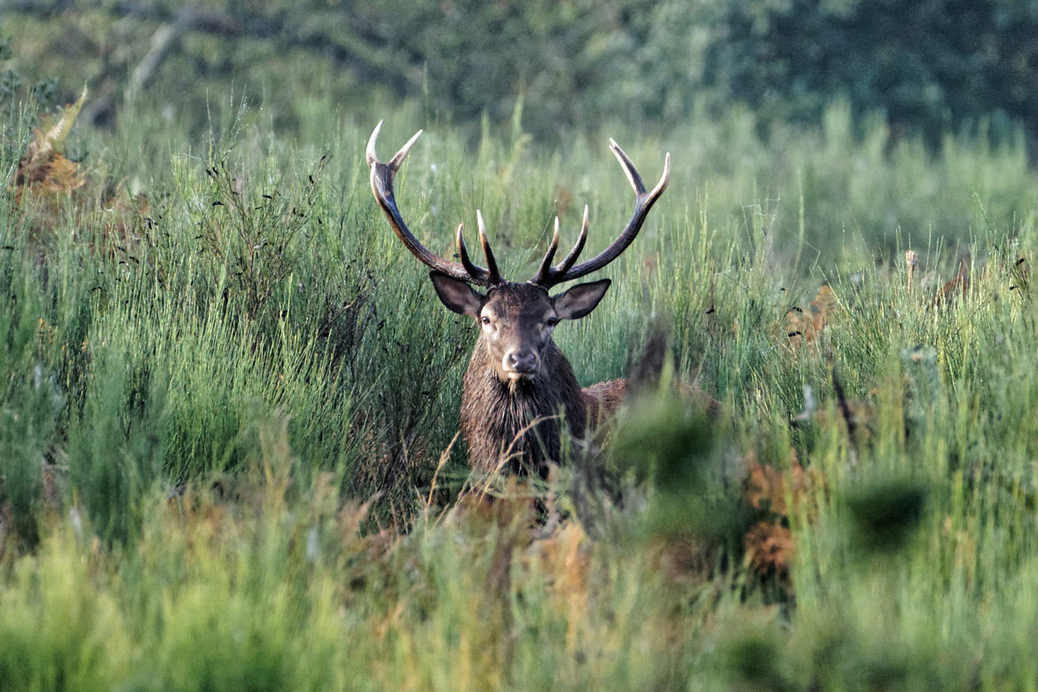 Le roi de la forêt