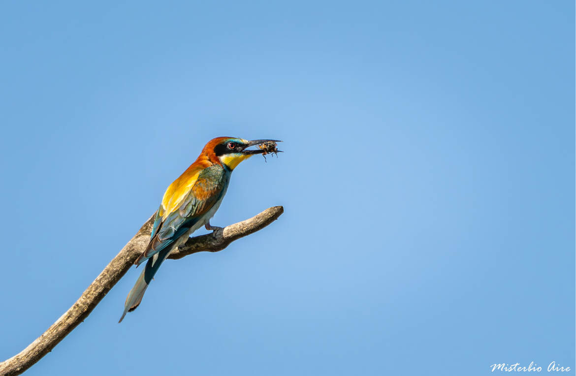 Guêpier d'Europe sur sa branche