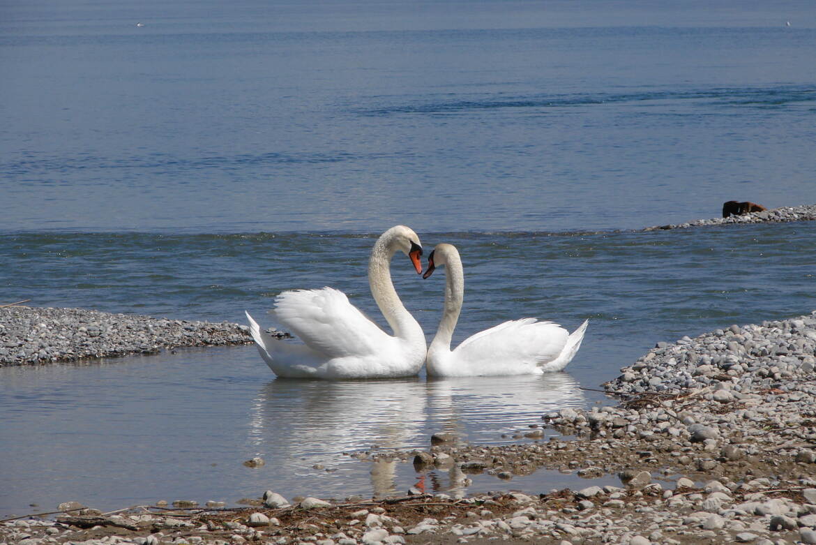 Confidences
