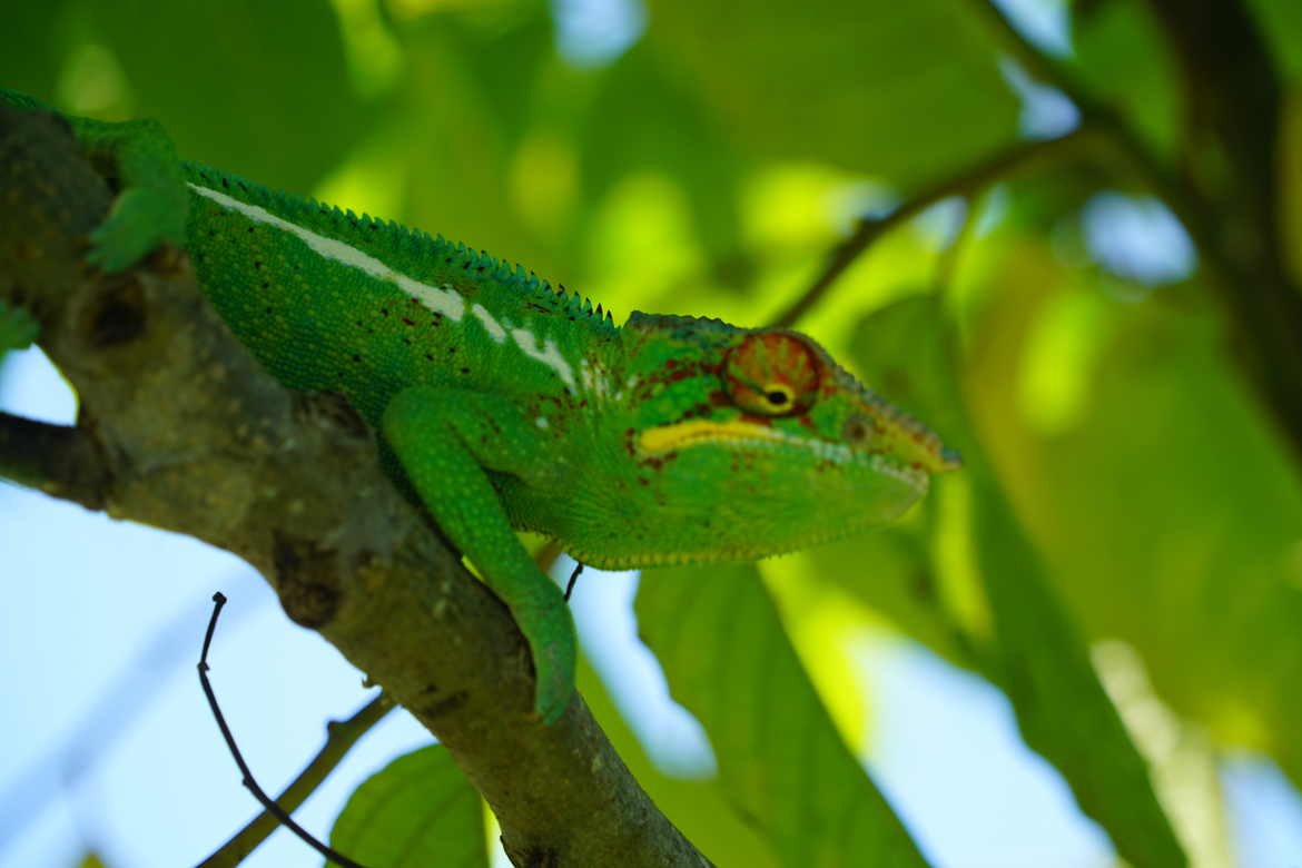 iguane madagascar