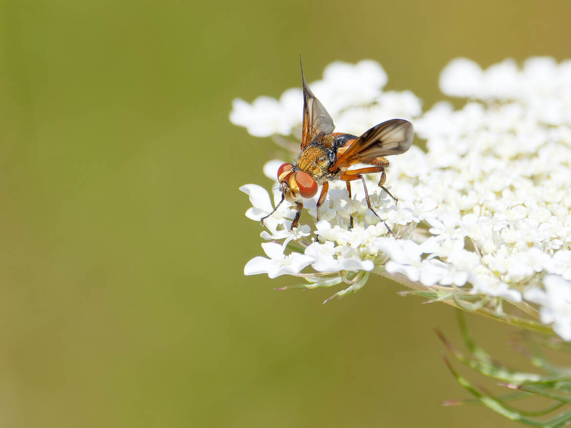 Sur sa fleur