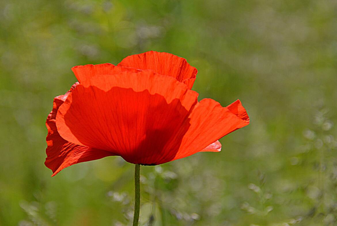 En rouge et vert