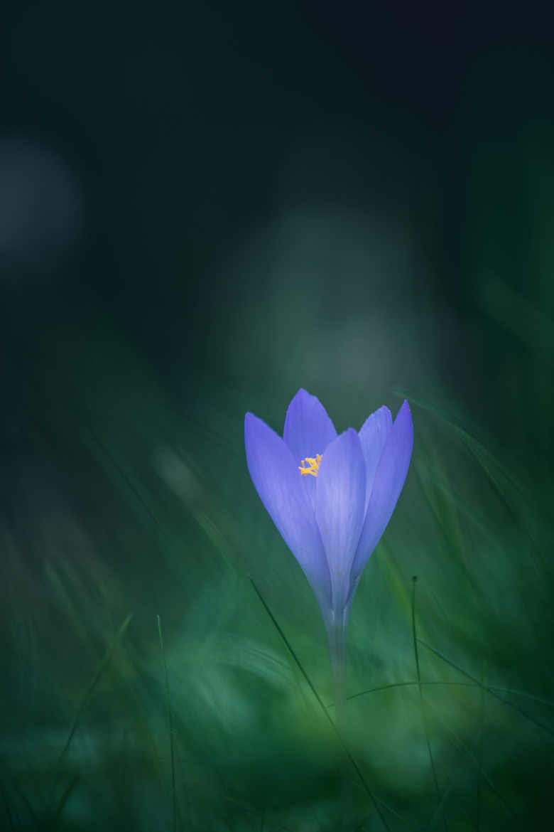 Crocus