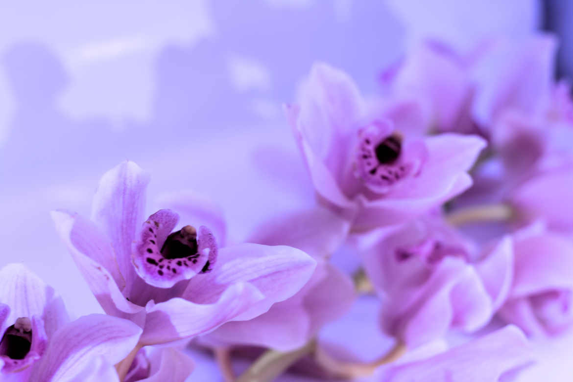 Fleurs sur fond miroir