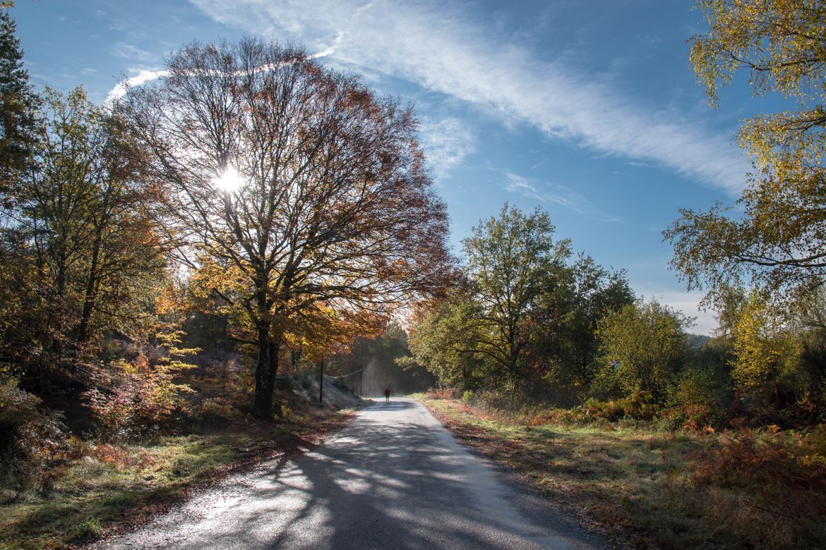 Contre-jour d'automne