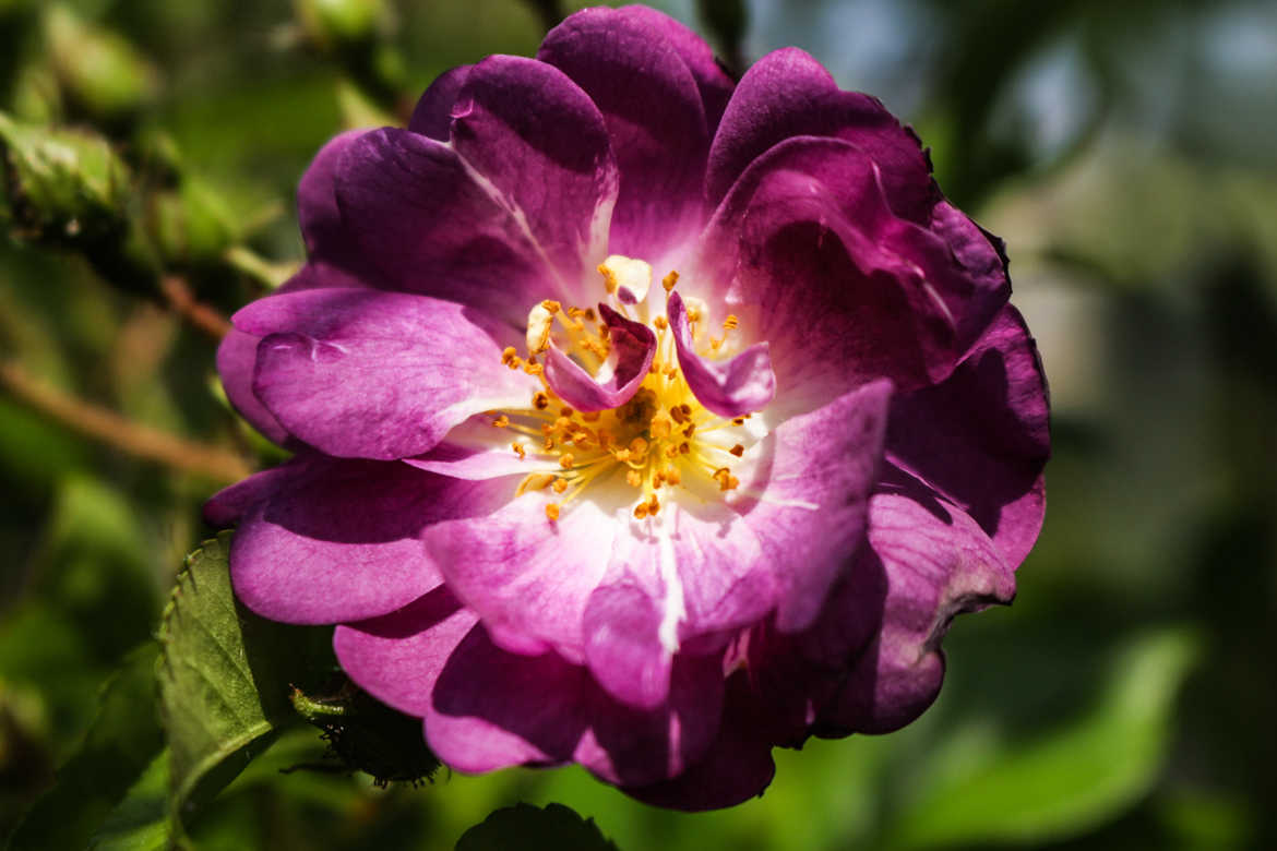 petite rose violette