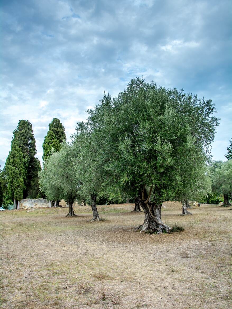 Région Oléicole