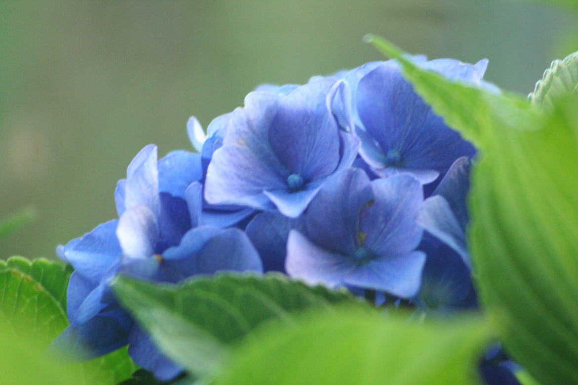 l accouplement  de fleur