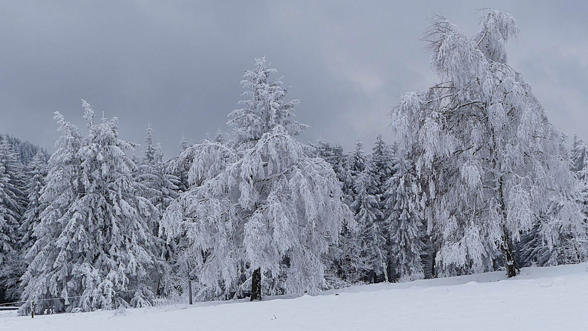 Les géants de la forêt sous la neige