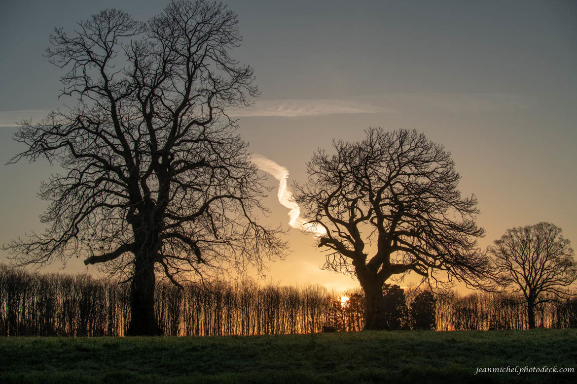 Arbres en lien