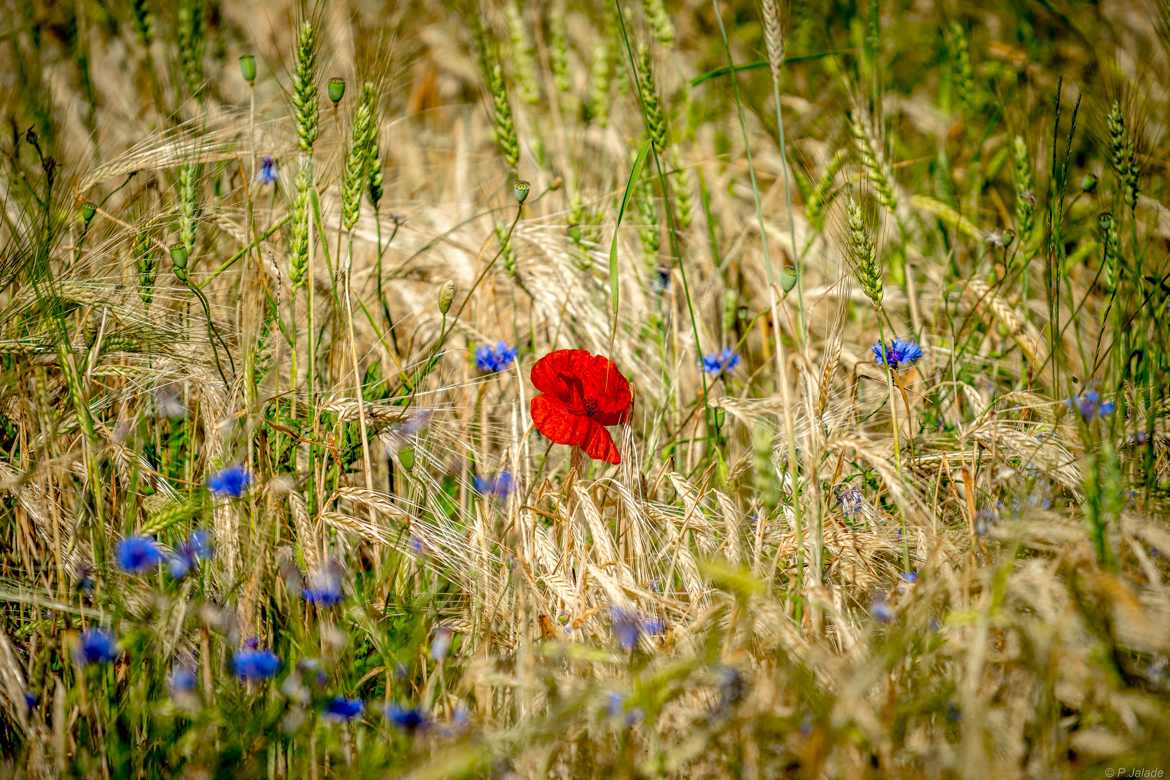 United Colours of Lozère