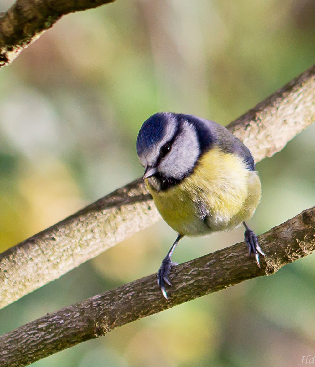 Mésange Bleu