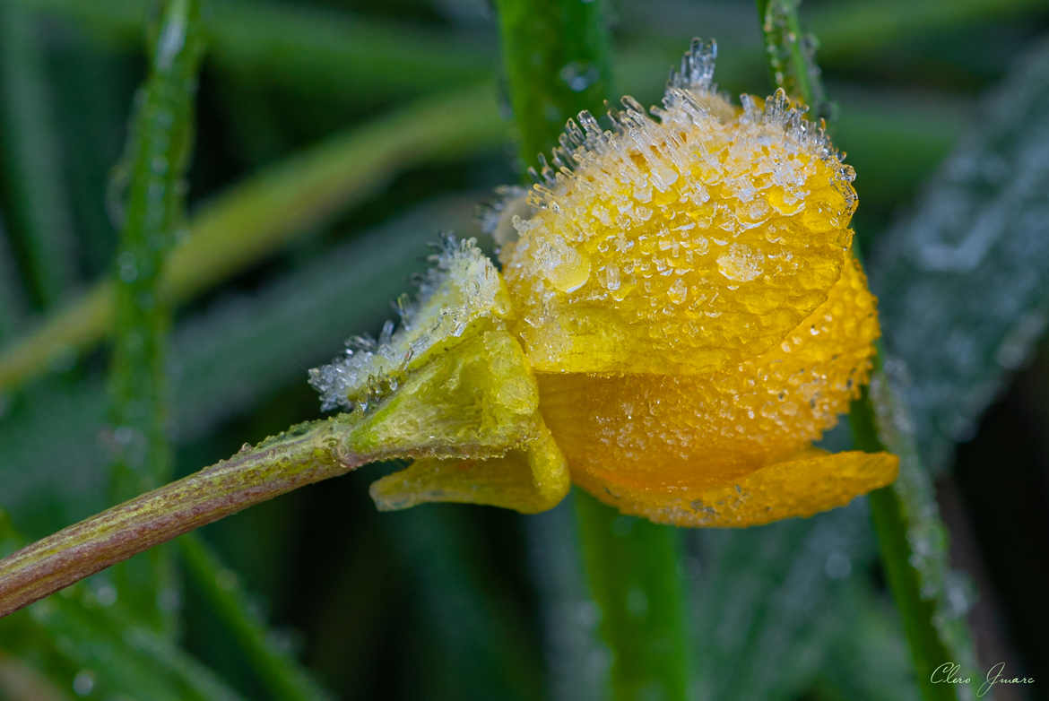 Givre d'Or