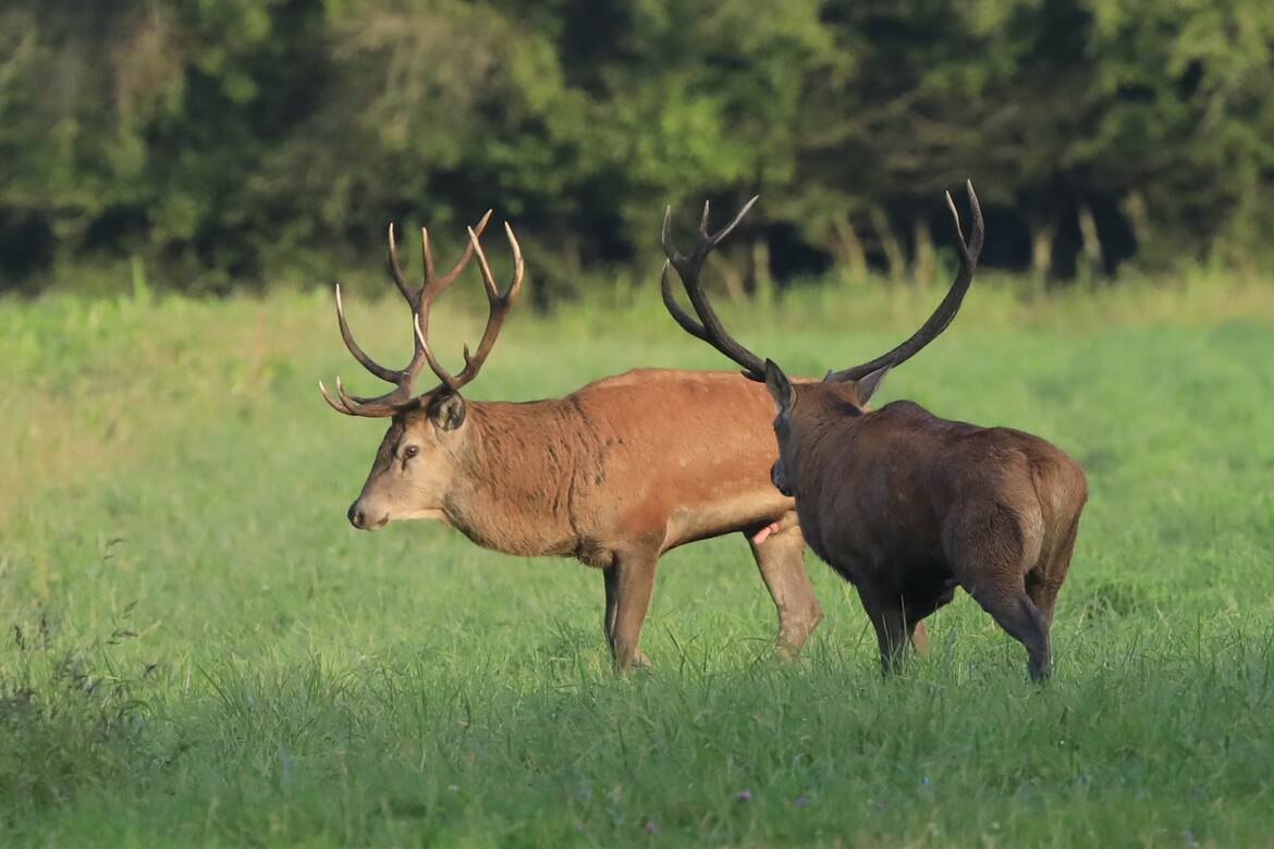 Barre-toi de mon herbe !