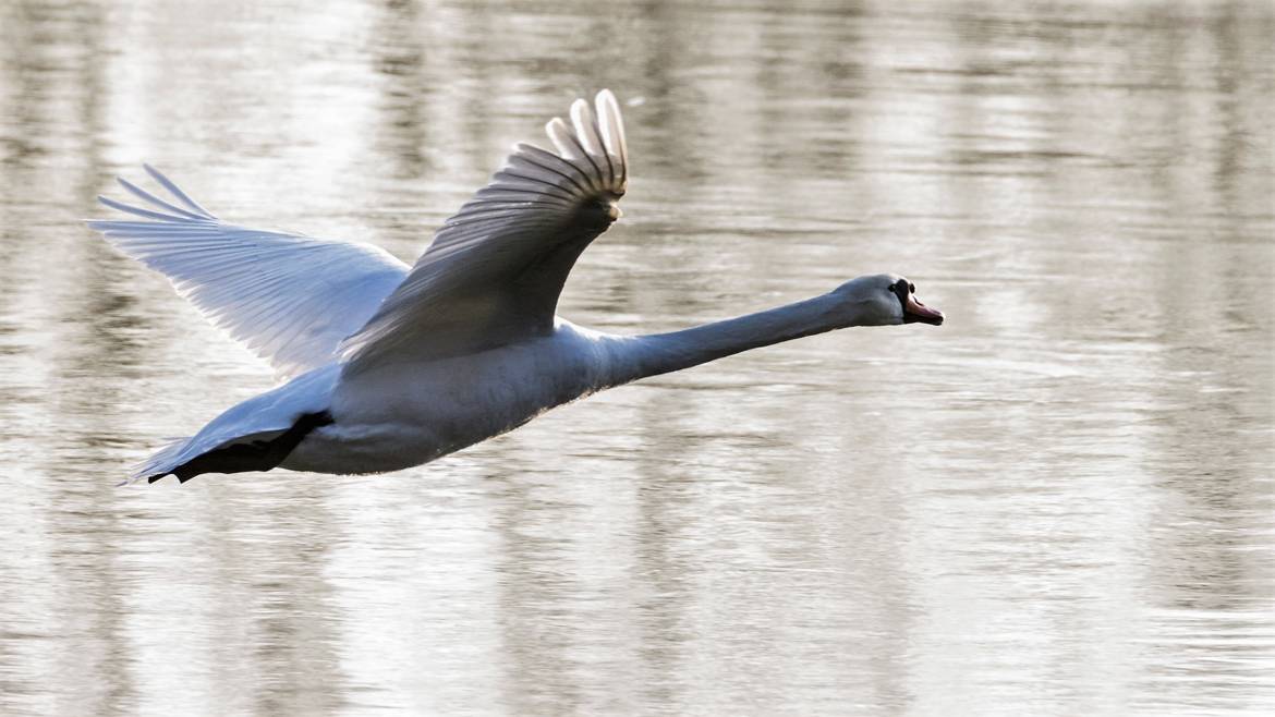 Gros oiseaux