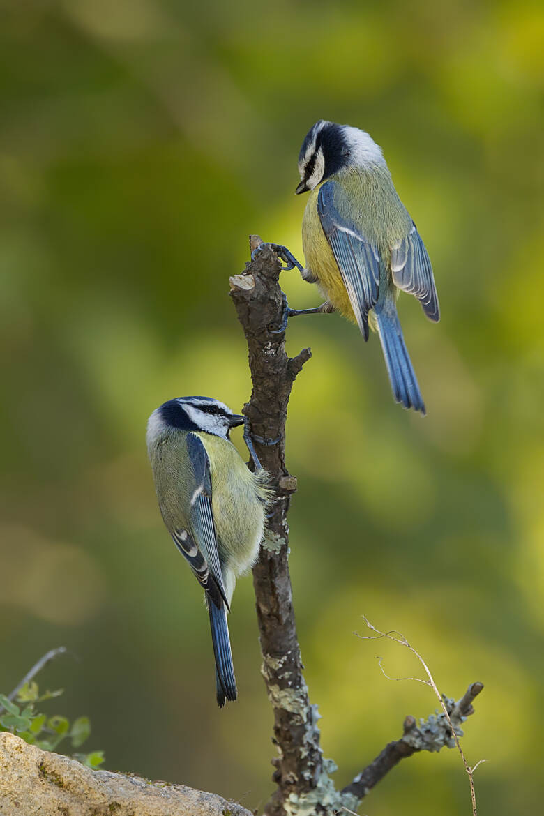 1er et 2ième de cordée