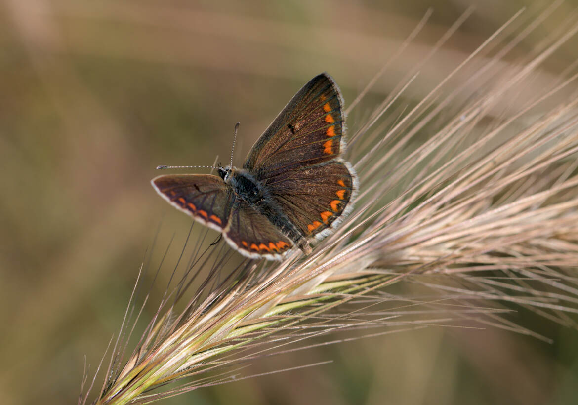 Collier de corail (2)
