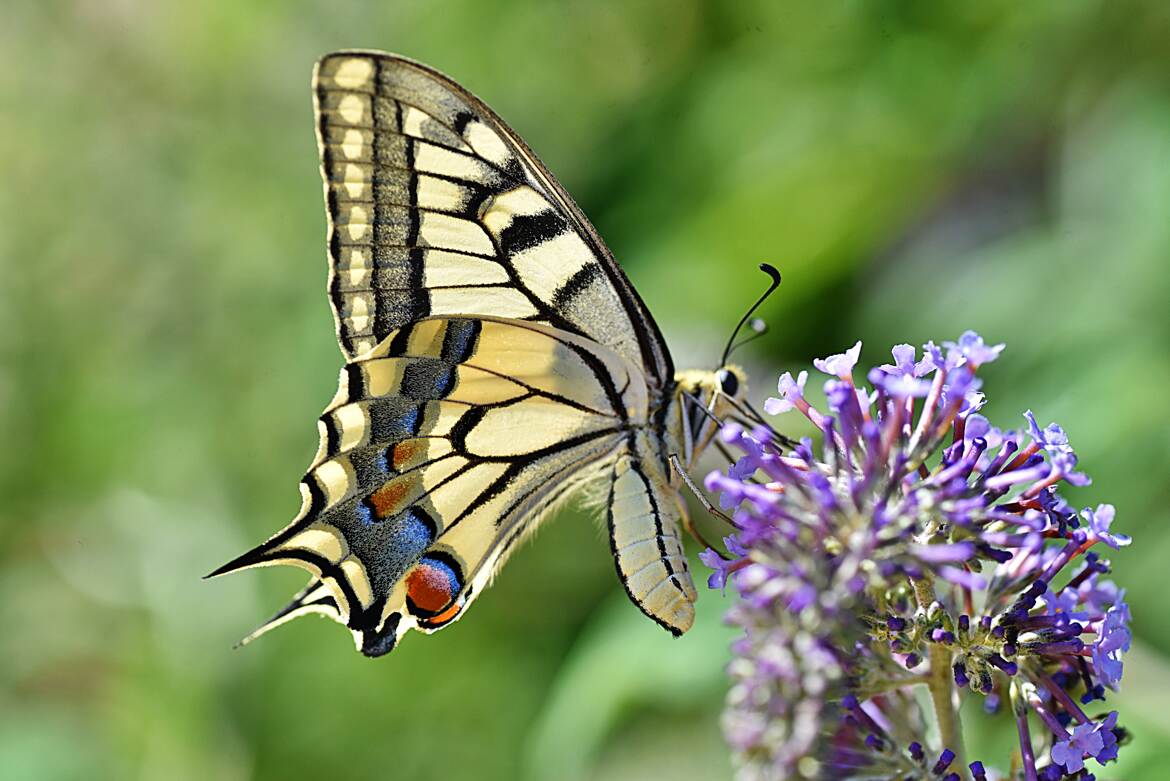 L'élégance du machaon