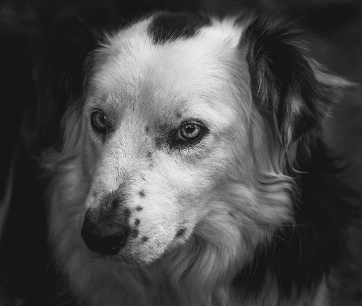 Portrait Canin