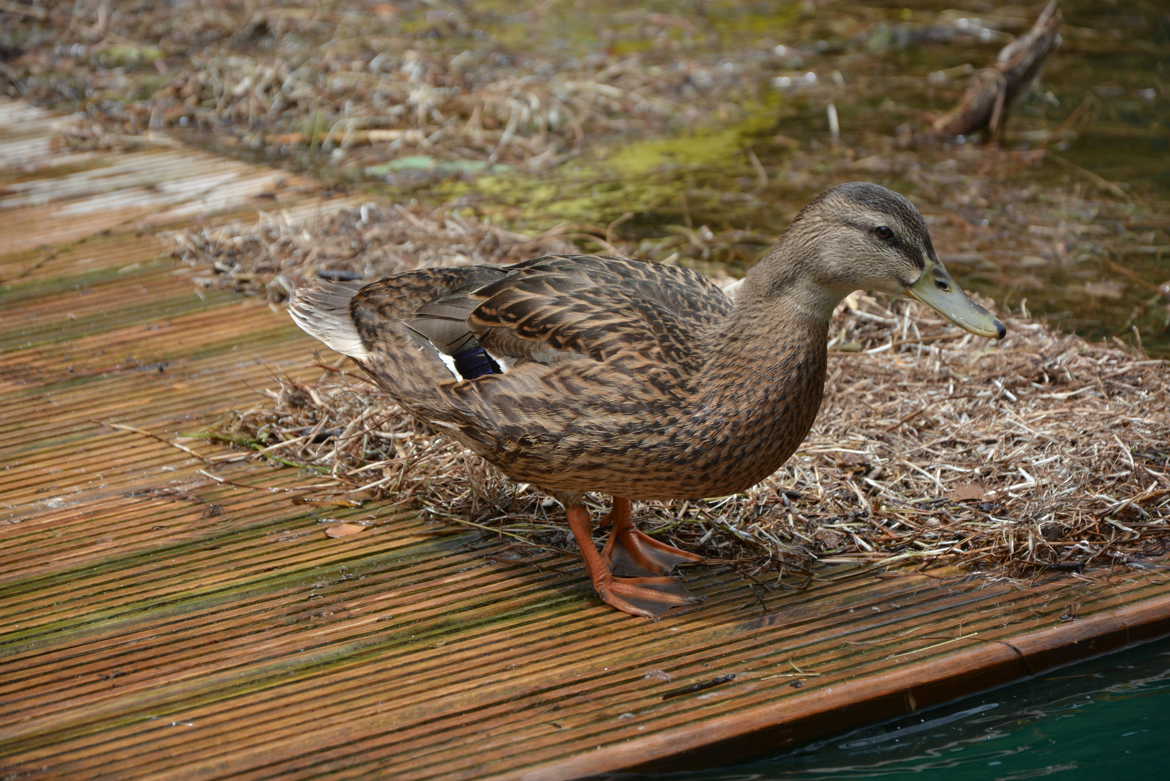 coin coin canard