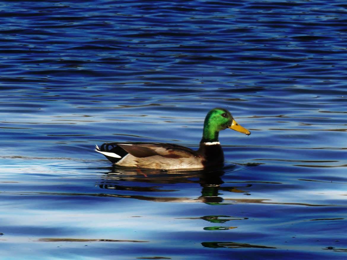 Canard solitaire