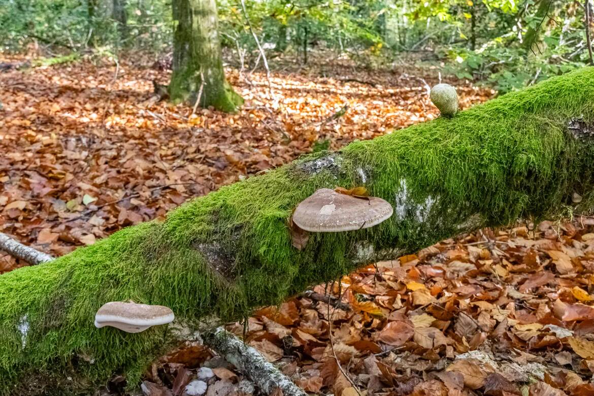 Polypore du bouleau