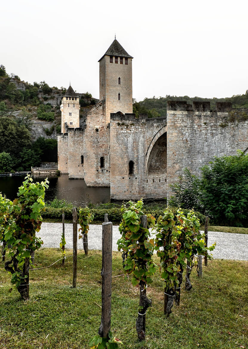 Vignes en ville