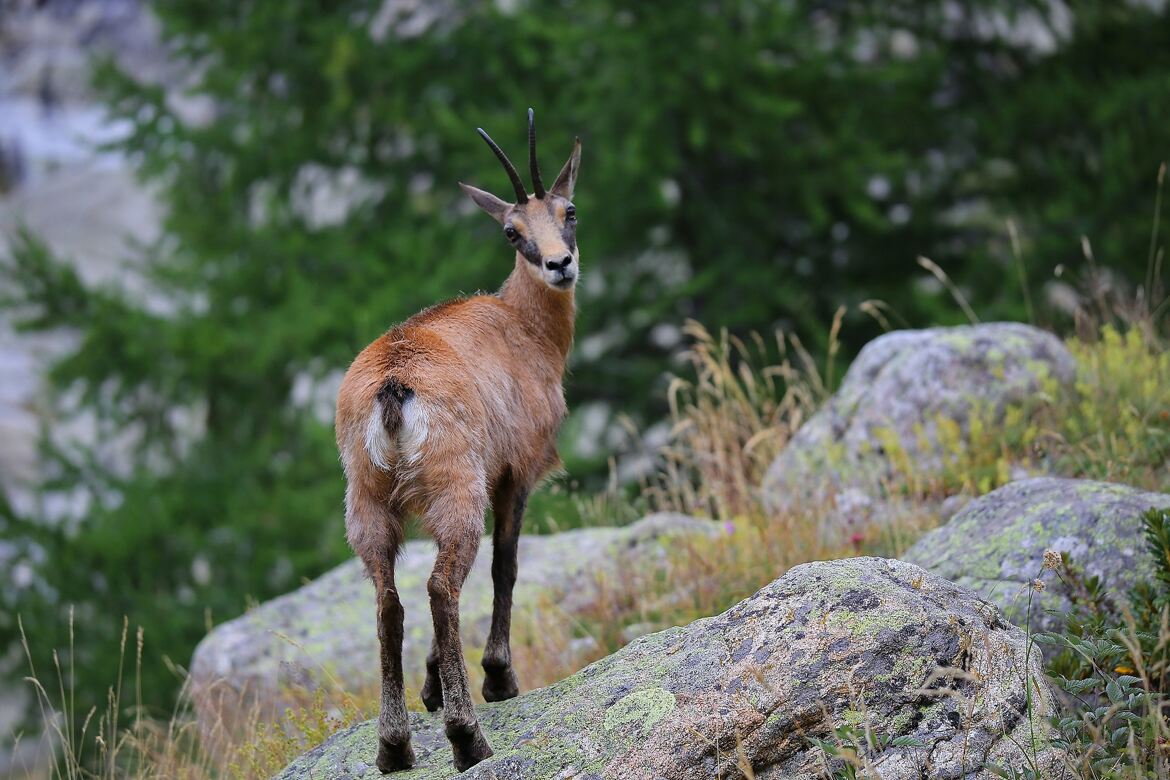 Ce chamois à l’allure majestueuse.