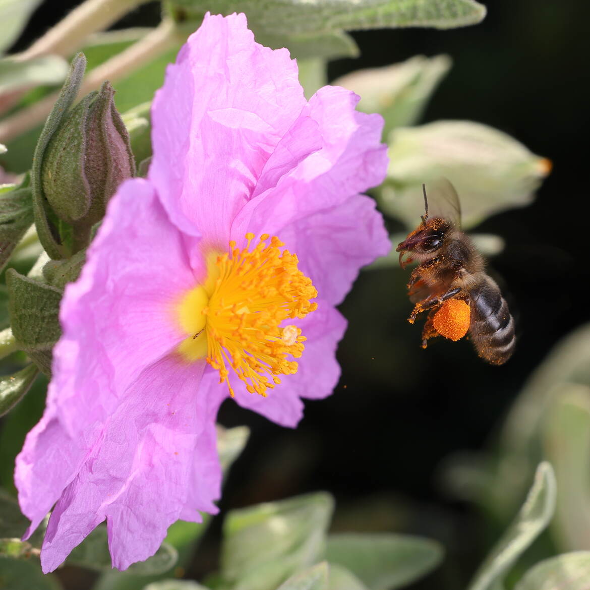 Le plein de pollen
