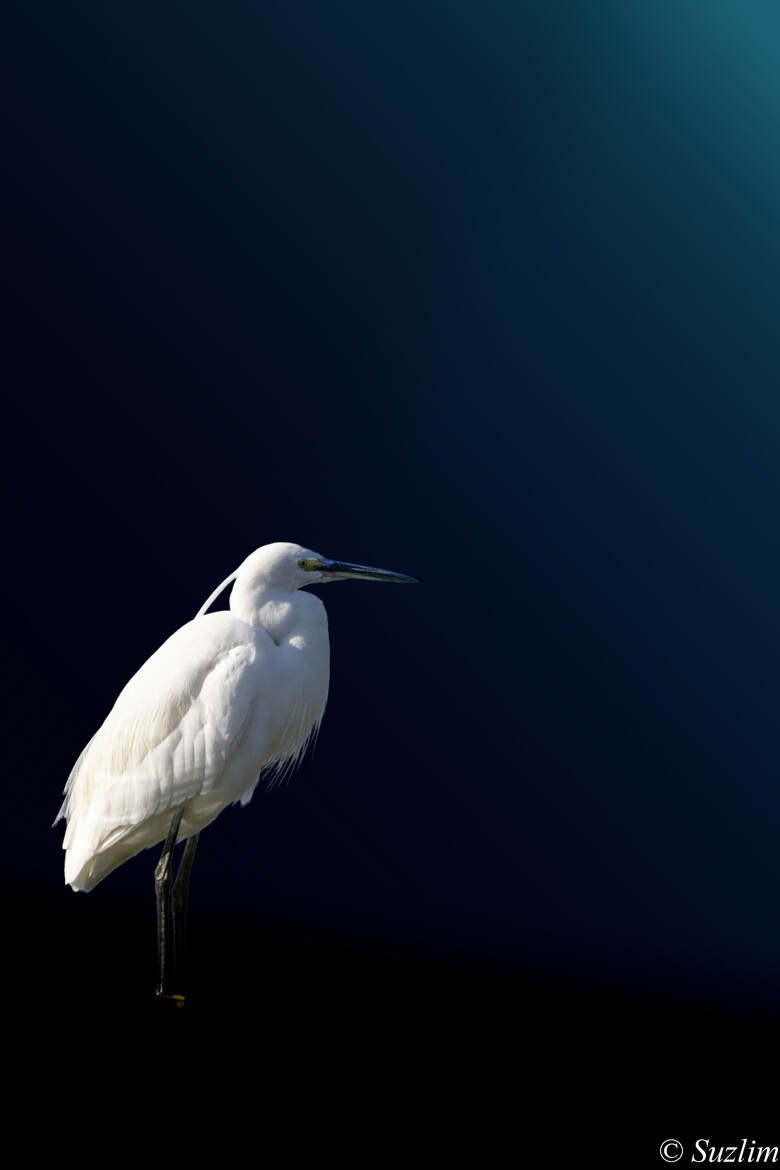 Aigrette