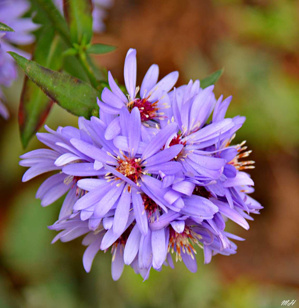 Aster