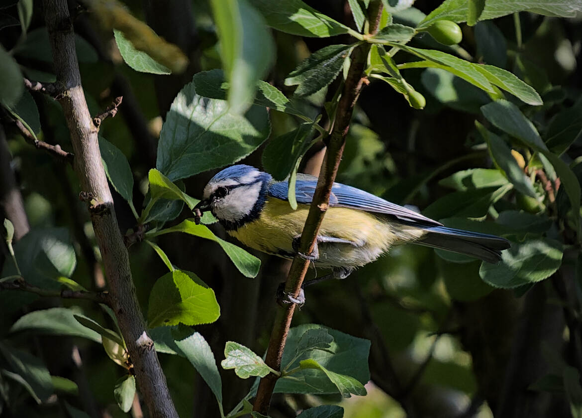 Retour de chasse (4)