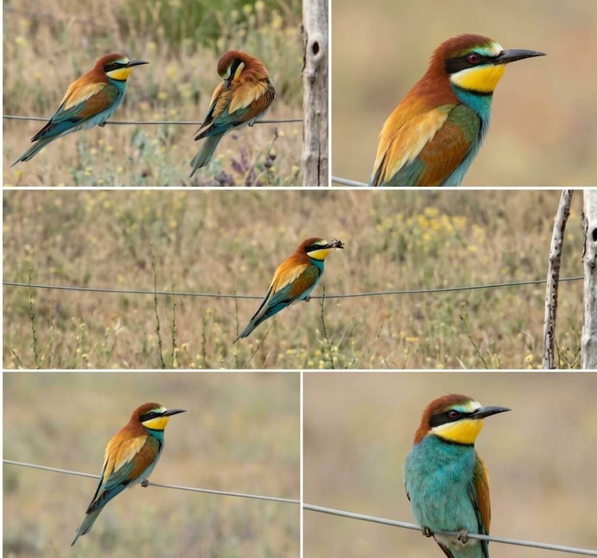 montage photos oiseaux