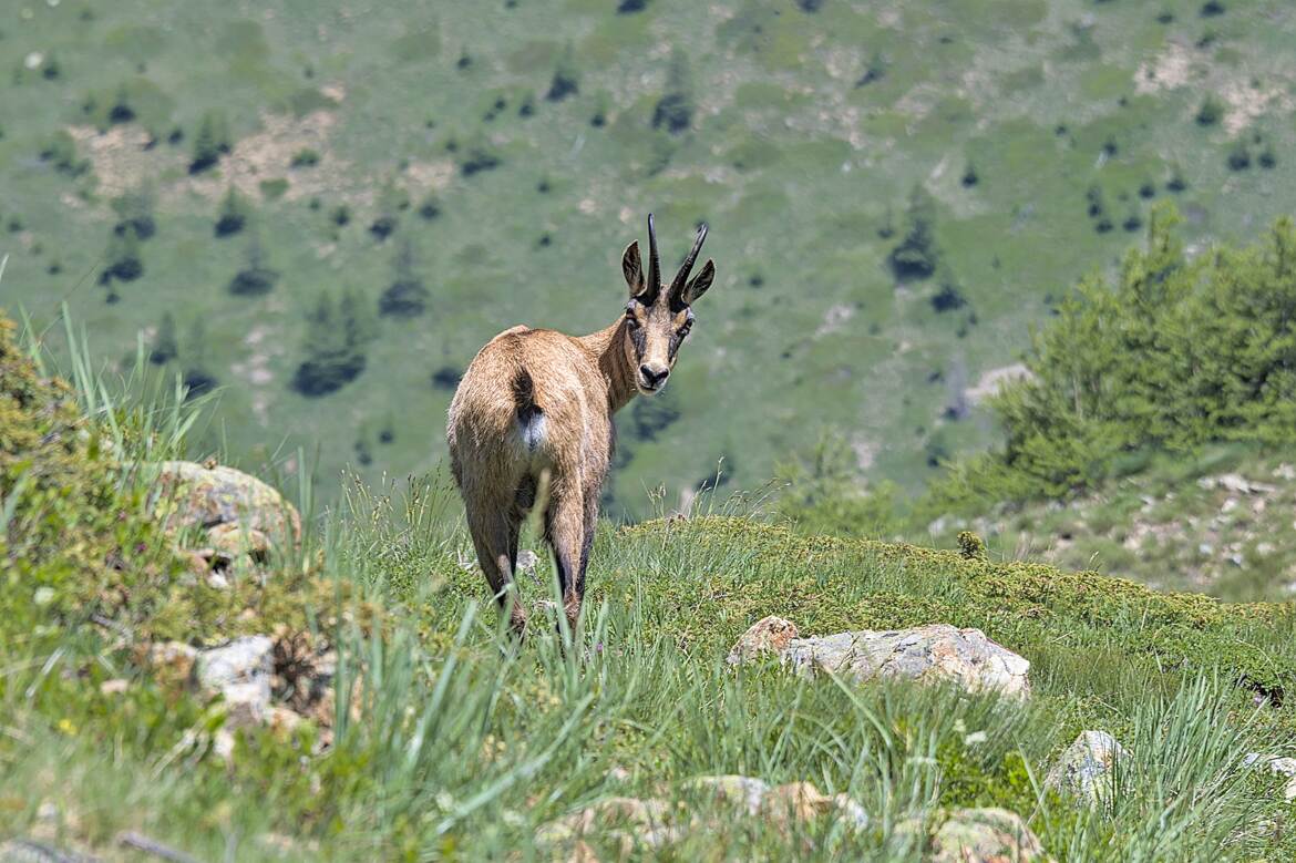 Le chamois