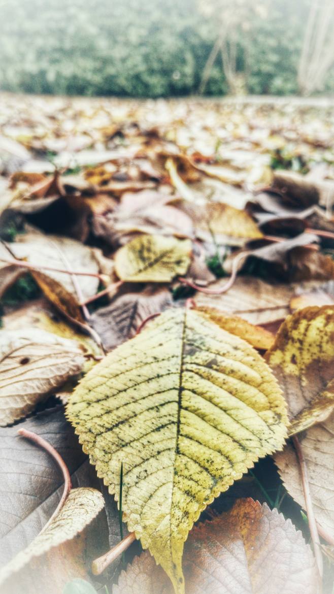 Feuilles au sol