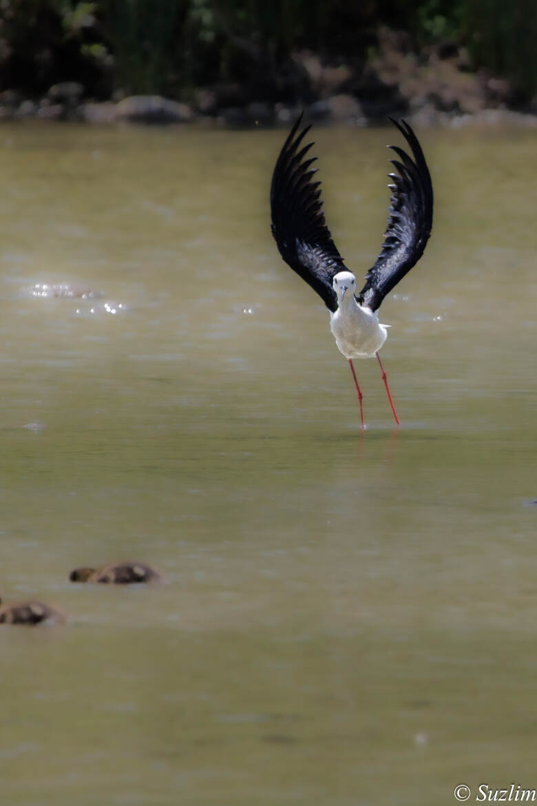 Echasse au décolage