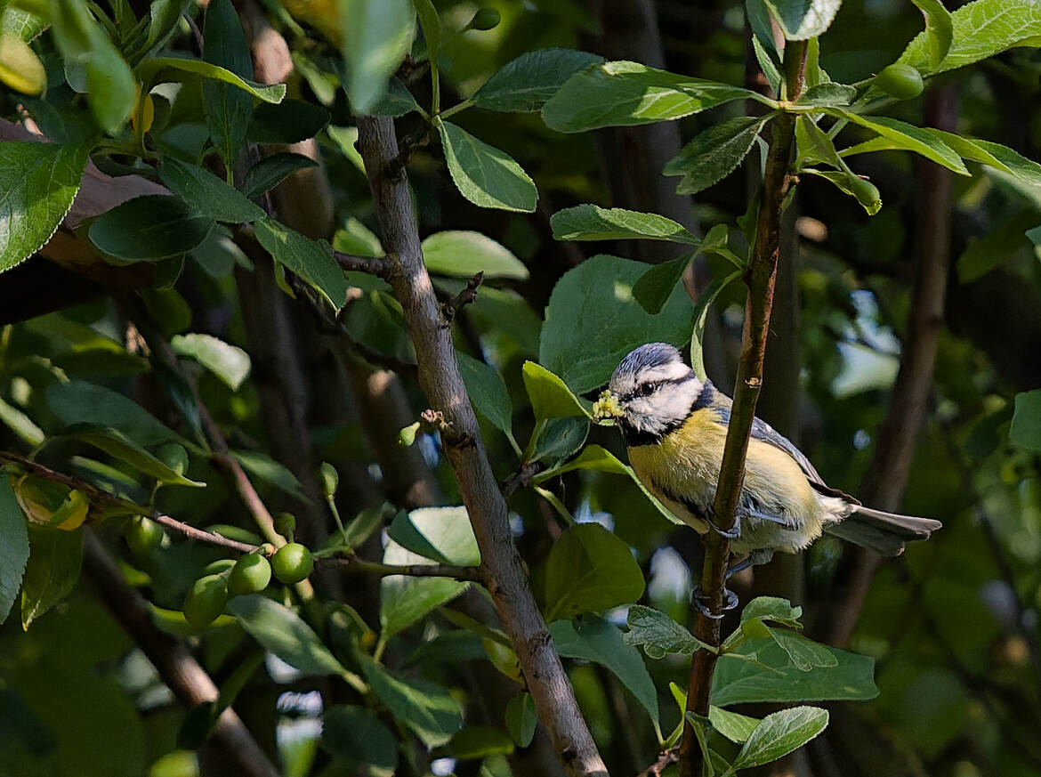 Retour de chasse (3)