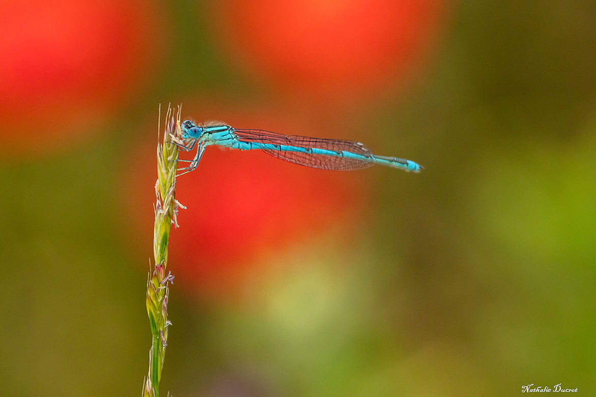 En rouge et bleue