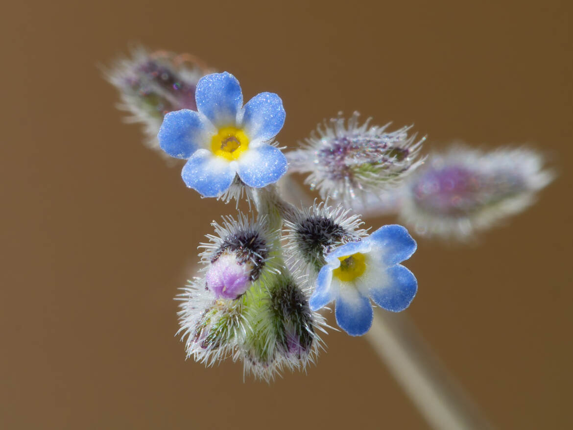 Myosotis arvensis
