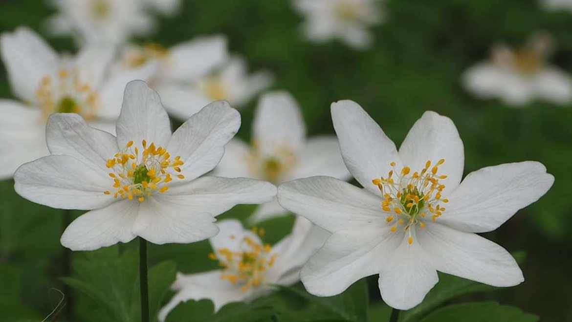 Fleurs des champs