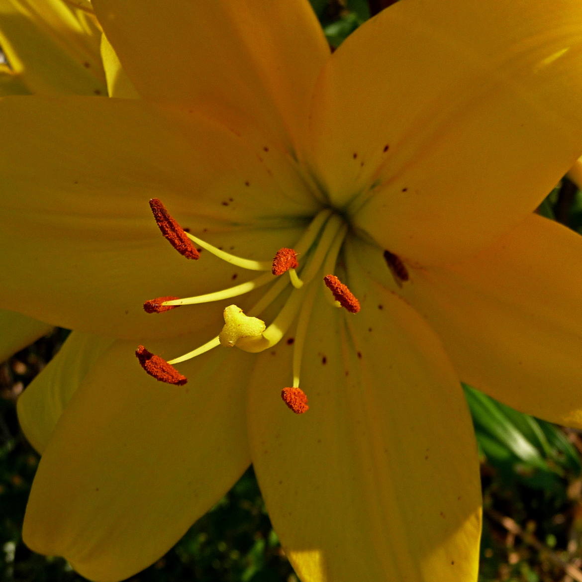 Lys jaune au carré