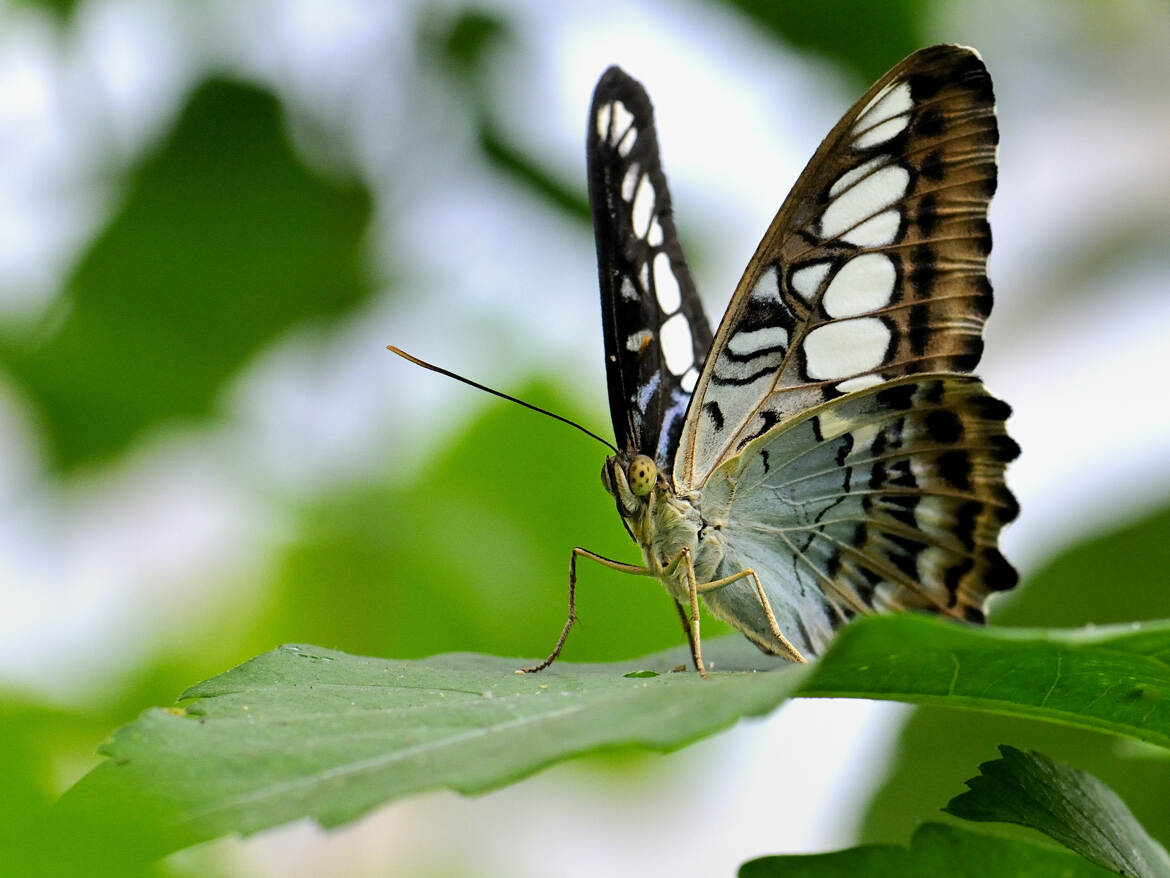 Parthenos sylvia