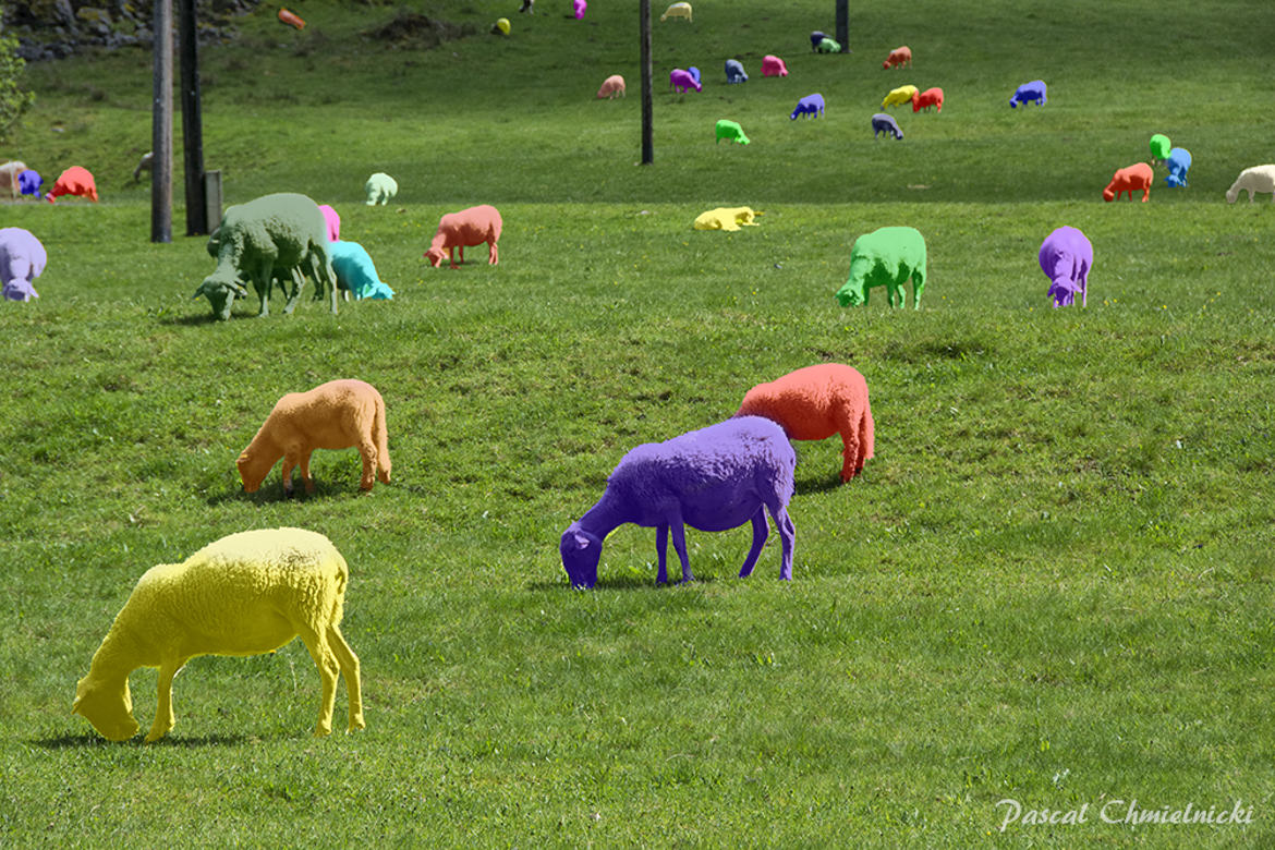 colorer les moutons pour la laine