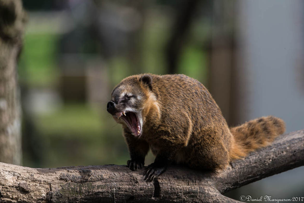 Ahh la laaaaa ! dit le Coati