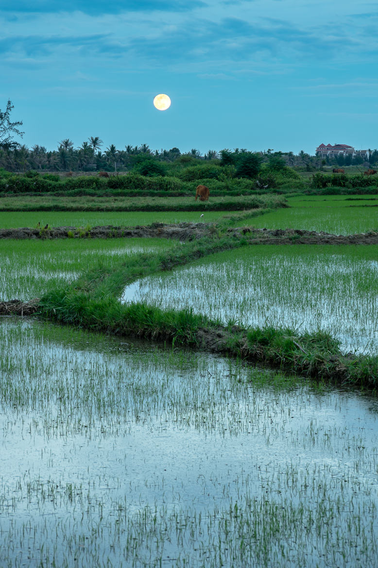 pleine lune au dessus des rizieres