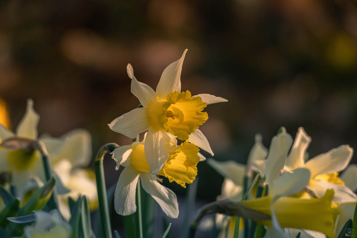 Avant gout de printemps