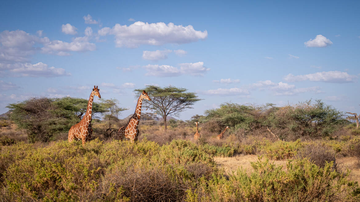 Giraffes à Samburu