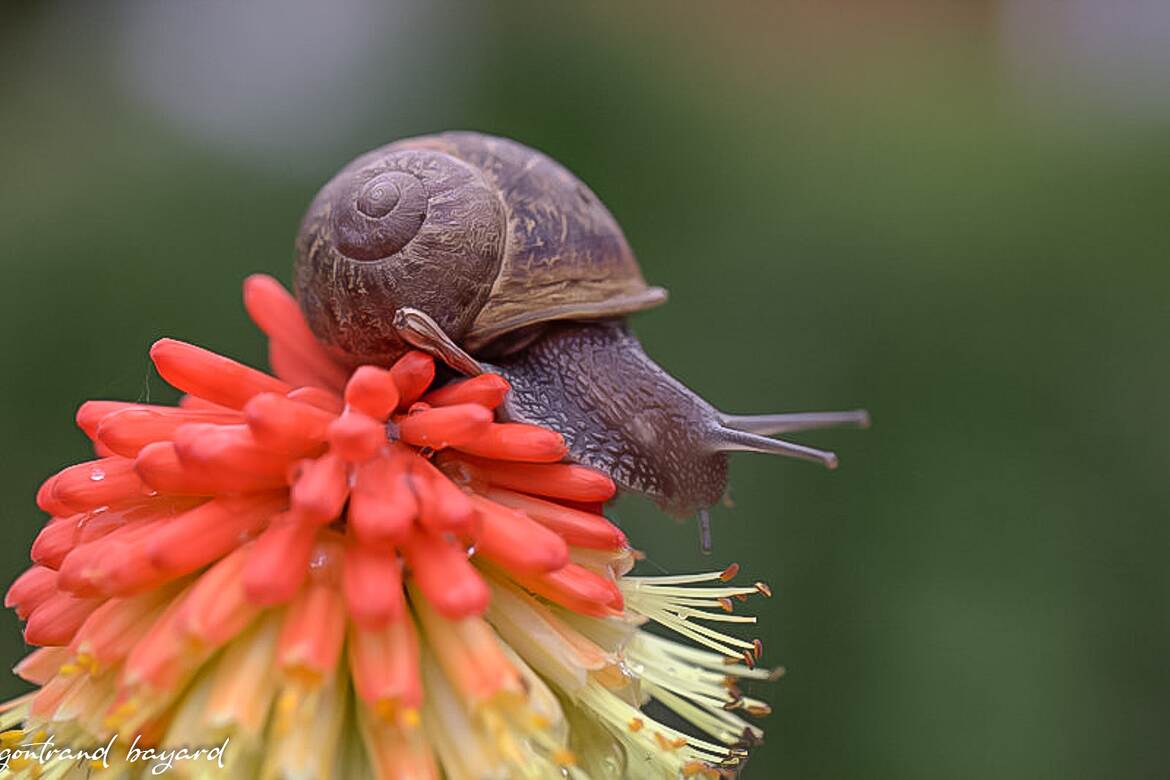 escargot